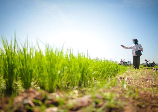 NTP Agustus 2025 Tembus 123,57, Sinyal Positif Bagi Petani Indonesia